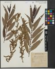 Foto von Salix triandra L. x Salix viminalis L.